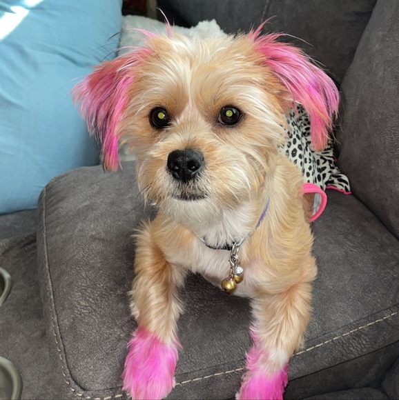 🔥Meet your Posher, Mrs. Doniniques🔥 - Picture 12 of 17